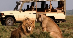 Go Wild - Safari Travel